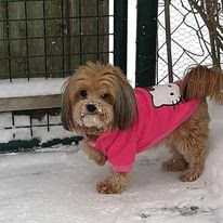 Shopmaskottchen Motte